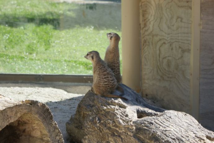 Gli animali del Parco Zoo di Falconara