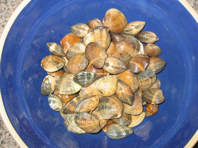 Vongole