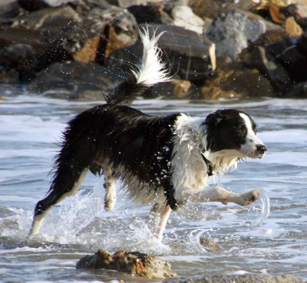 cane al mare