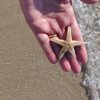 Una mano tiene una piccola stella marina su una spiaggia, con onde che lambiscono la riva.