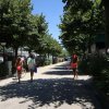 Persone passeggiano lungo un viale alberato.