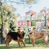 Due cani giocano vicino a un'area giochi.
